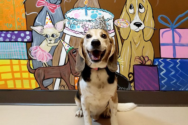 Dog celebrating its birthday at Spa Paw & Tail Premier Pet Resort