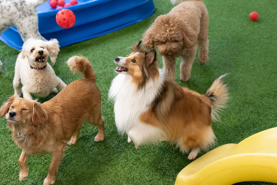 Group of dogs playing at Spa Paw & Tail Premier Pet Resort