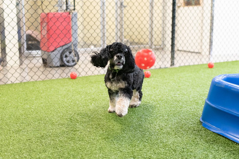 Small black dog playing with a ball inside Spa Paw & Tail Premier Pet Resort
