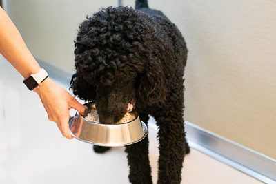 Black dog eating dog food at Spa Paw & Tail Premier Pet Resort