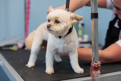 Small dog being groomed at Spa Paw & Tail Premier Pet Resort