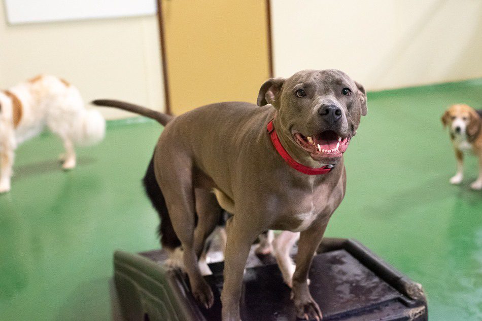 Large grey and brown dog at Spa Paw & Tail Premier Pet Resort