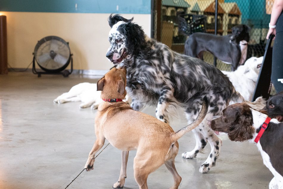 Dogs playing inside Spa Paw & Tail Premier Pet Resort