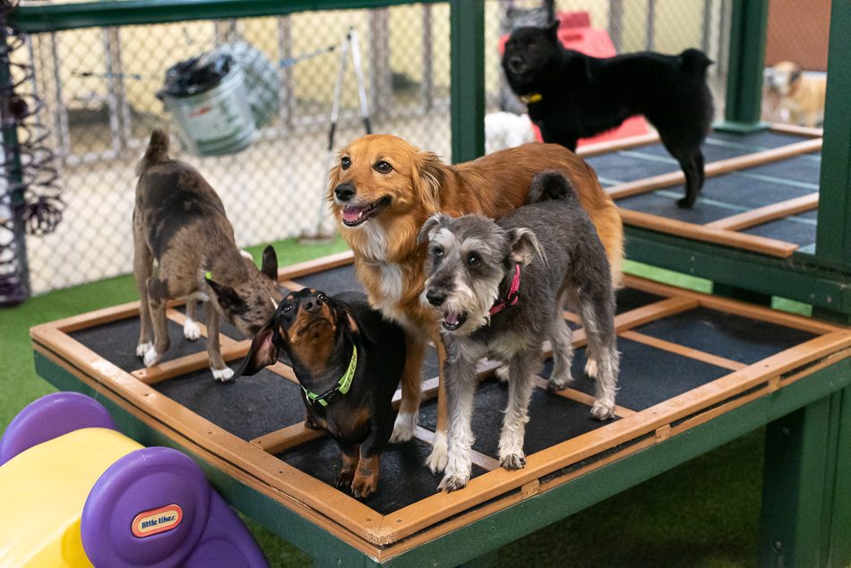 Dogs playing on a play structure at Spa Paw & Tail Premier Pet Resort